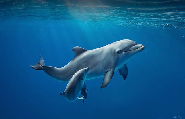 Acuario de Génova + Galata Museo del Mare + Paseo en barco - Foto 6