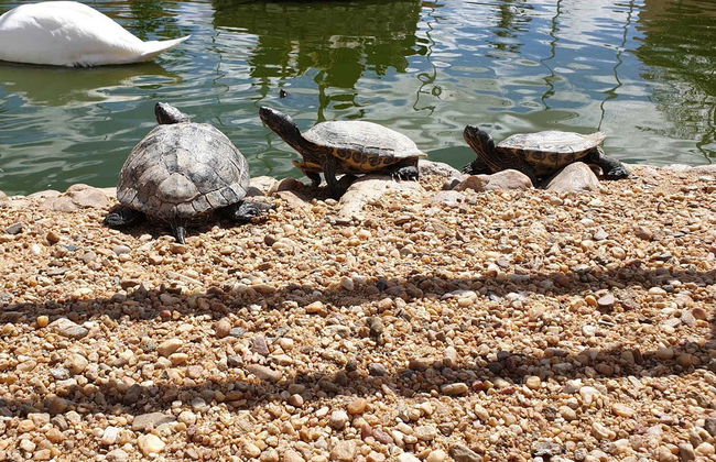 La Era de las Aves Zoo Ticket - Foto 8