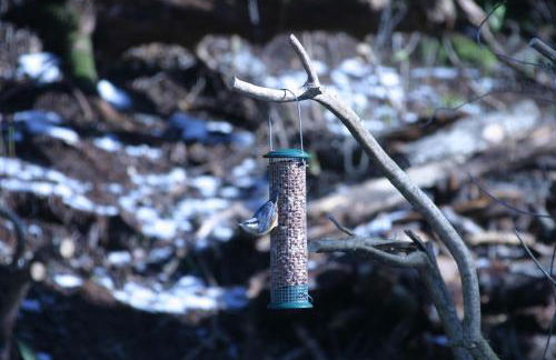 The Sheiling - Photo 27