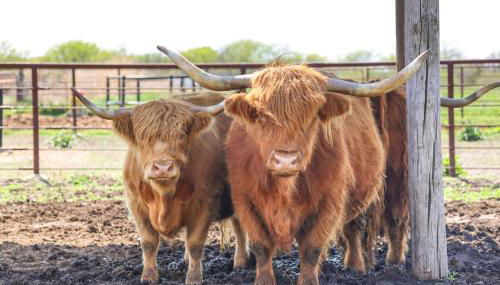 Beatrice Studio with Fire Pit Near Golf! - Foto 3