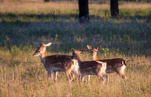 AGUA DULCE , Apartamento Rural - Foto 33