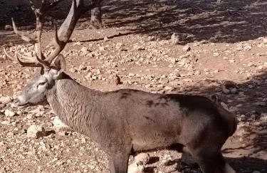 Águila Real - Photo 10