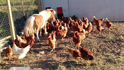 Μικρό κτημα - Foto 5