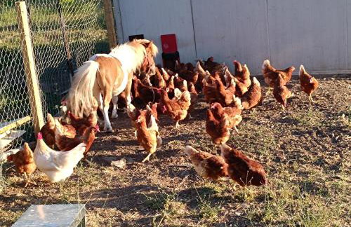 Μικρό κτημα - Foto 5