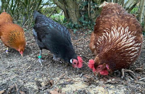 Ela's Hof - Trollblume - Foto 9