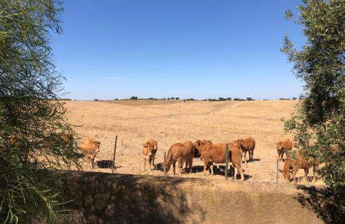 Vale de Camelos Country House, Alentejo, Portugal. - Foto 33