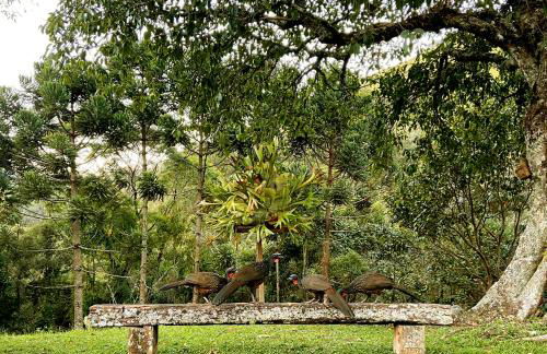 Pousada Sitio Gan Eden - Foto 56