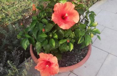 La casetta di samba - Foto 29