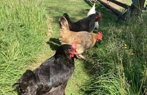 The Snuggery Broadclyst - Foto 30