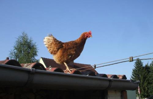 Holiday Home Oderhäuschen by Interhome - Photo 27