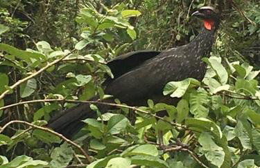 Chácara na Mata Atlântica - Photo 15