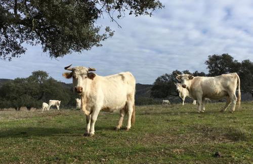 Casa Rural Monterrey Aroche - Foto 40