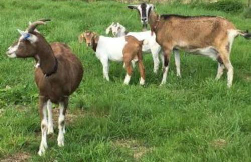 The Barn @ Clauchan holiday Cottages - Foto 17