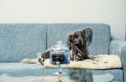 Apartamenty I SORAU Old Town - Foto 29