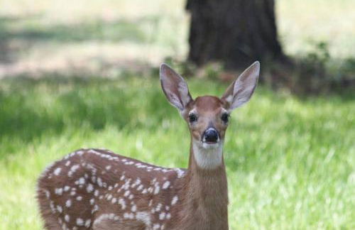 Studio on the Fairway Chewelah Golf Course - Foto 18