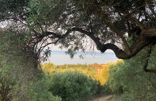 Olive stone Villa - Foto 38