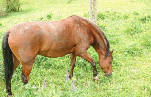 Ostoja Szmana - Foto 40