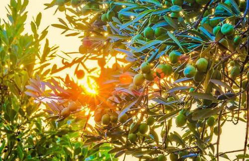 Villa Marija Podgora - Photo 14