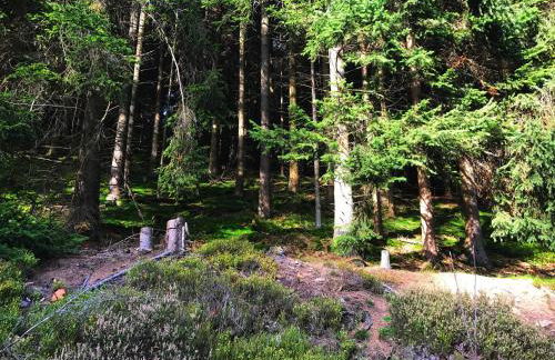 Henne Hahnenklee - Foto 23