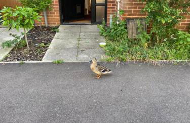 Langham Lake House Milton Keynes - ideal for couples, solo travellers, families - Foto 3