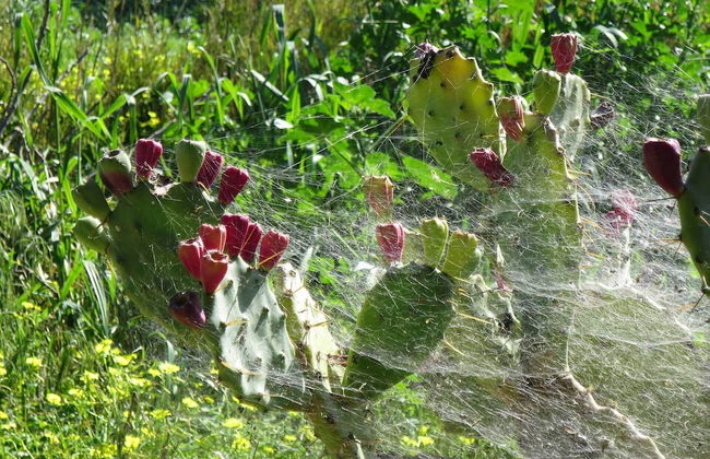 Agriturismo Baglio Vecchio - Foto 45