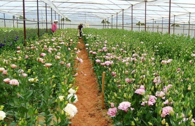 Da Lat Countryside Tour - Photo 1