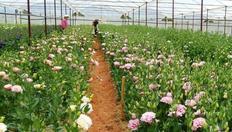 Van Thanh Flower Farm