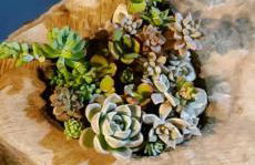 Villacasamarela mini casinhas de hospedes Rio vermelho - Foto 52