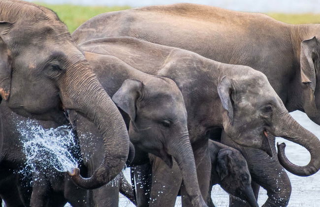 Safari privato del Parco nazionale di Kaudulla - Foto 1