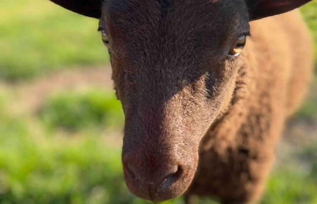 Cosy Rural Retreat, Sleeps 3 & Petfriendly - Foto 23