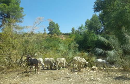 Casa Rural del Saz - Foto 19