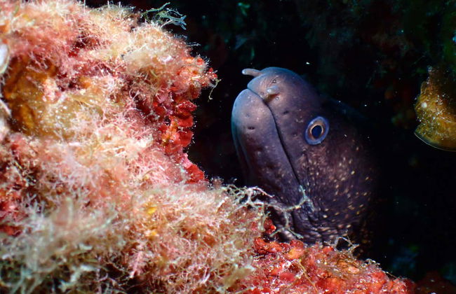 Bautismo de buceo en Puerto Addaya - Foto 17
