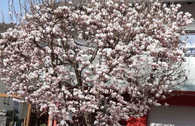 Holiday Apartment Magnolia - Photo 32