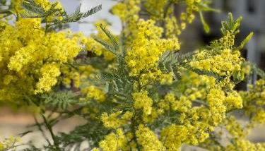 KER LONGITUDE - Foto 5, Garden