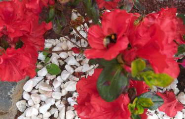 the old school - Foto 16