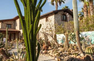 Garden Cactus - Foto 1