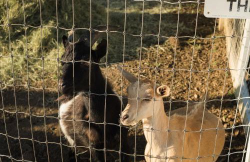 Farm Retreat with Jacuzzi, Fire Pit, Mini Goats, Mini Ponies and Mini Cows - Foto 48
