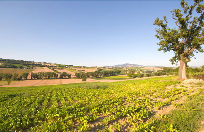 Agriturismo Le Bucoliche - Foto 41