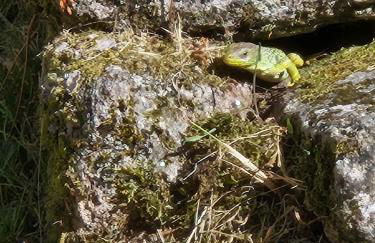 Cantinho de Tourêm - Photo 7