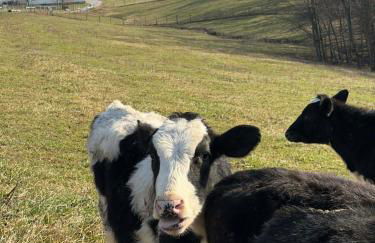 Cozy Cottage on 250 Acre Dairy Farm Near Ark - Foto 53