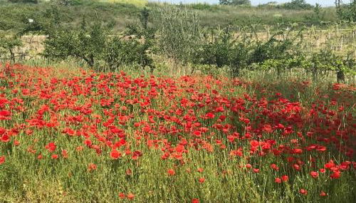 “La Casetta del 1930” Historic unit from early '900 - Foto 2