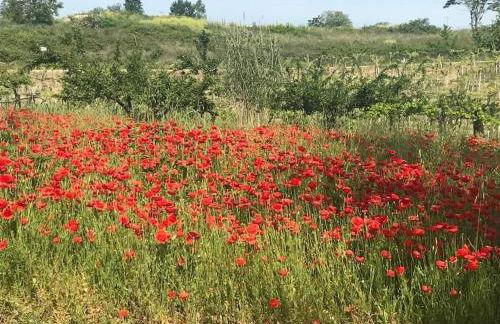 “La Casetta del 1930” Historic unit from early '900 - Foto 2