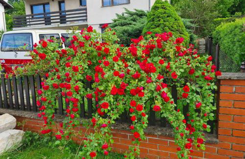 Happy Sparrow - Foto 42