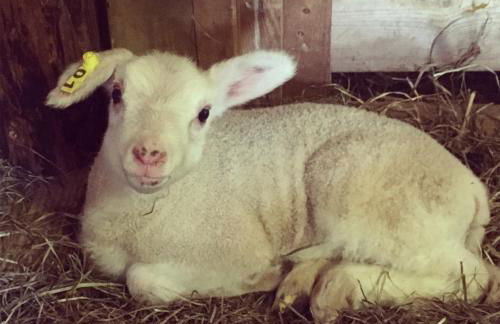 Fat Sheep Farm & Cabins - Foto 17