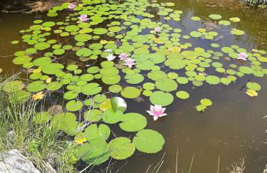 Accommodation in Sant'Erasmo Venice 3 - Foto 6