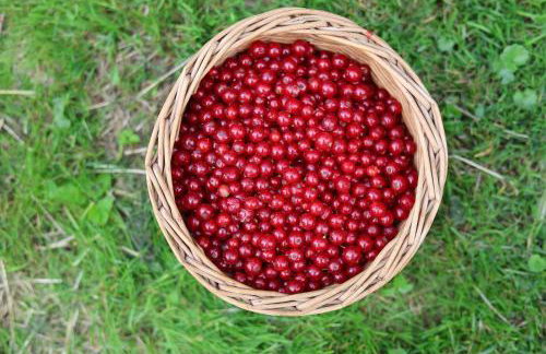 Drzewiecka Chata - Foto 5