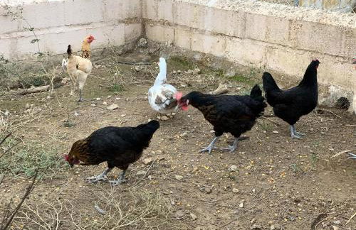 Villa Rural Sierra Hueznar - Foto 16