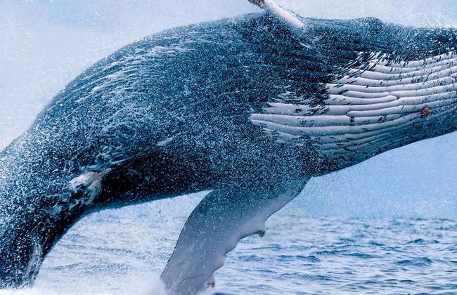 Avistamento de baleias em Maui - Foto 1