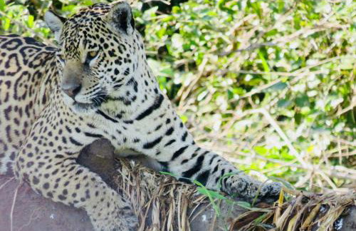 Barco Casa Pantanal Toca da Onça - Photo 63