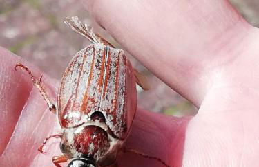 Ediths Haus - Foto 80